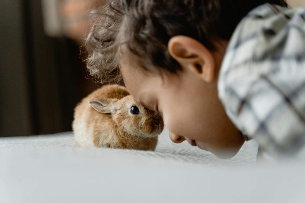 Découvrez l'adoption animal domestique facilement