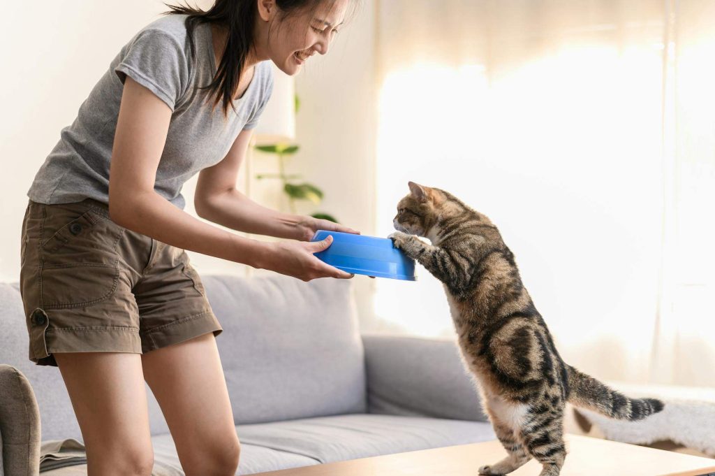 Nourriture équilibrée animaux : guide essentiel