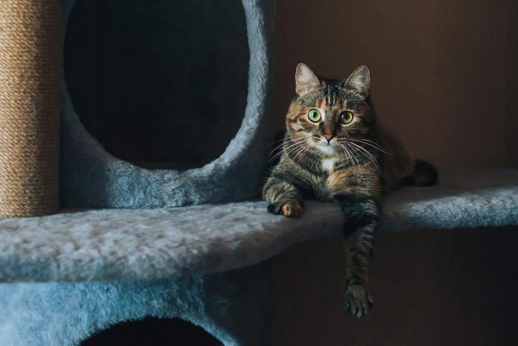Quel griffoir chat choisir pour votre intérieur ?