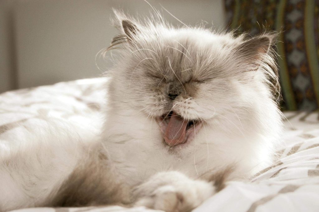 Races de chats populaires: quel félin choisir ?