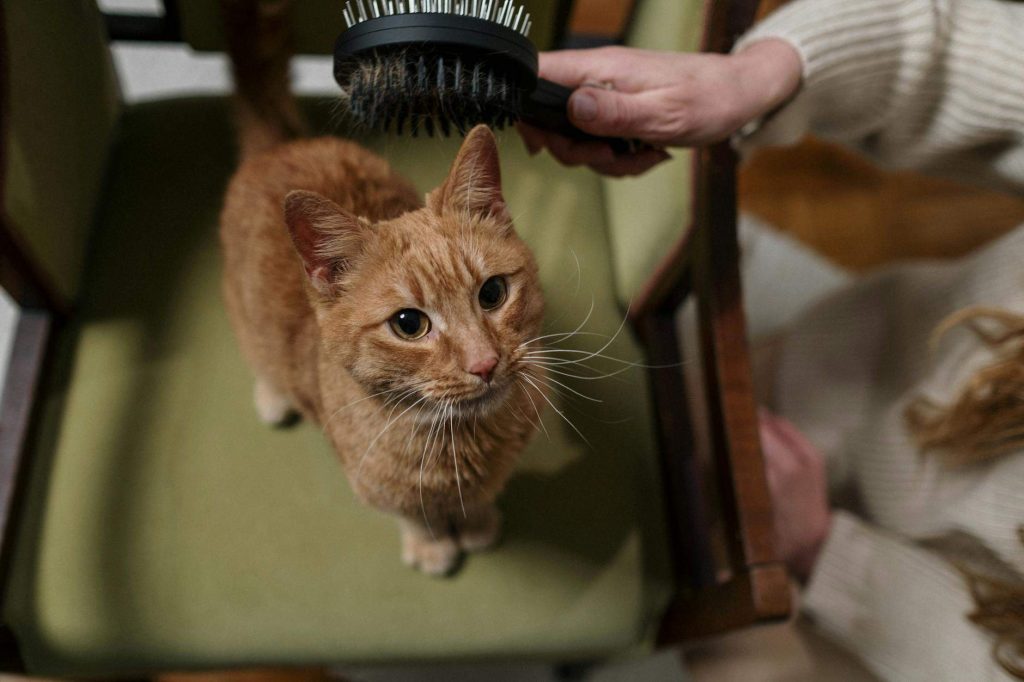Santé mentale animaux: comment la préserver ?