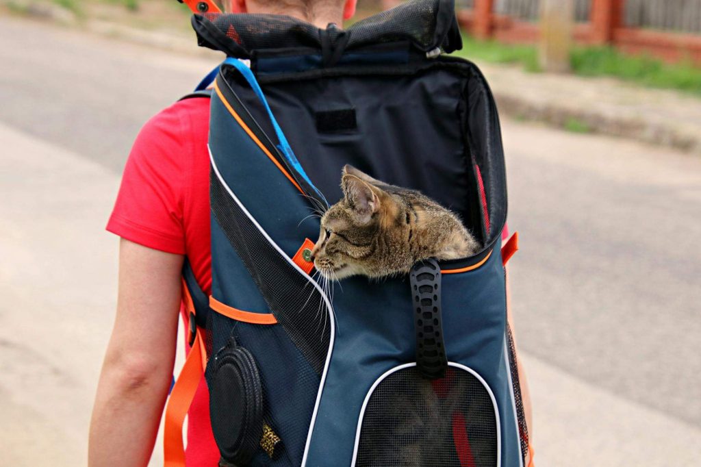 Voyagez avec style: accessoires pour animaux